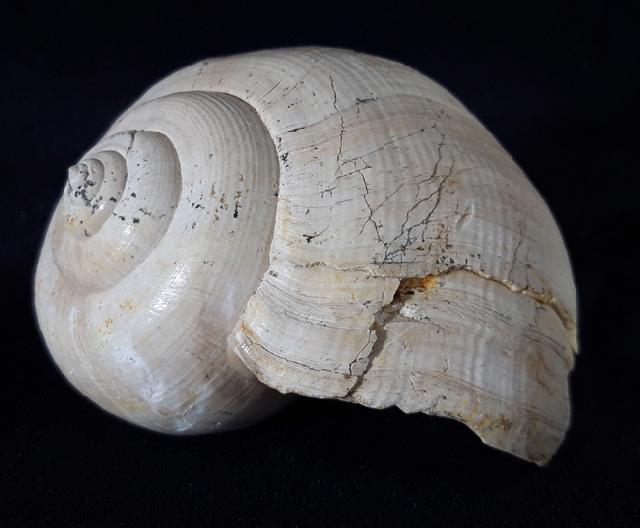 Ampullina perusta (DEFRANCE in BRONGNIART 1823) - Bild &copy; FossNet FossilienStore